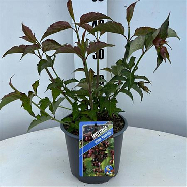 Leycesteria Formosa Purlpe Rain
