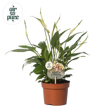 Spath Rondo 8+ (air So Pure)