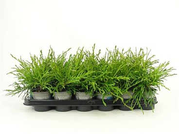Thuja Plic Kagers Beauty