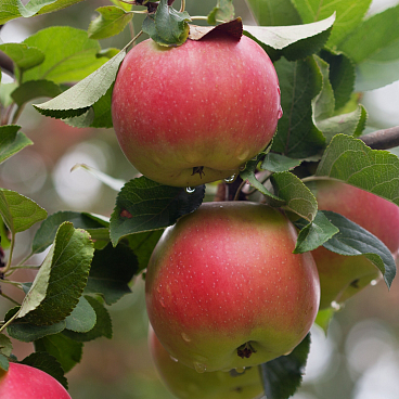 Яблоня домашняя Уэлси | Оптовая цветочная компания «Флора Групп» Яблоня домашняя Уэлси