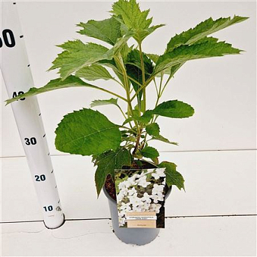 Hydrangea Quer Snow Giant