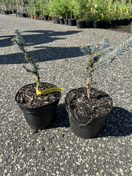 Ель колючая Эрих Фрахм