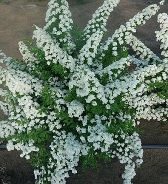 Спирея ниппонская Сноумаунд (в тубе)