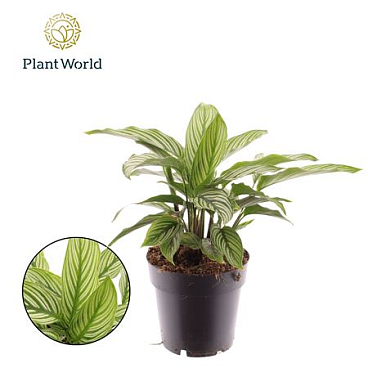 Calathea Vittata