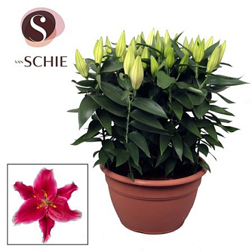 Lilium Or Pink Xl 15pp