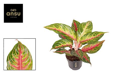 Aglaonema Eyecatcher Red