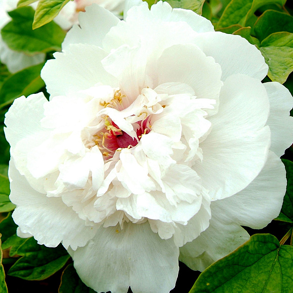 Пион травянистый Ледяной Бриз в тубе