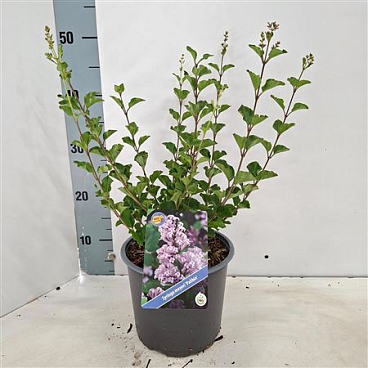 Syringa Mey Palibin