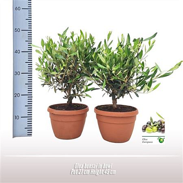 Olea Europaea Bonsai
