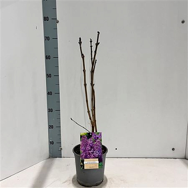 Syringa Vulg Ruhm Von Horstenstein