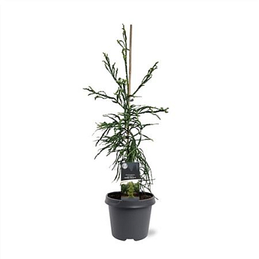 Cryptomeria Jap Kyara Gold