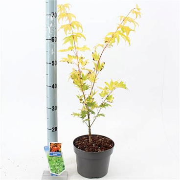 Acer Shir Jordan
