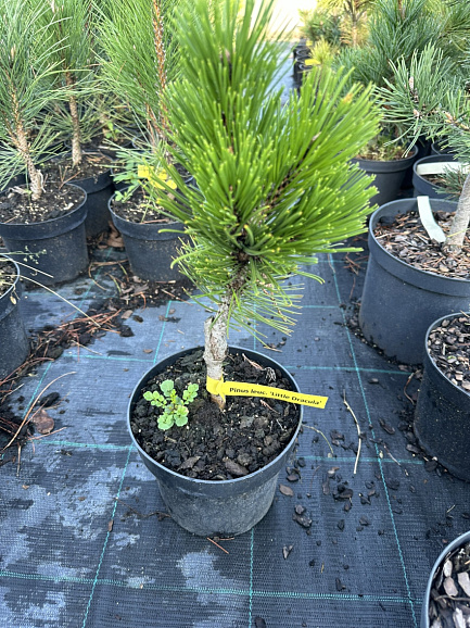 Сосна белокорая Литтл Дракула