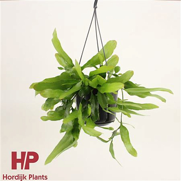 Epiphyllum Pumilum Hanging Pot