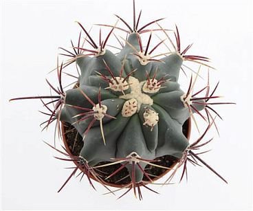 Ferocactus Emory
