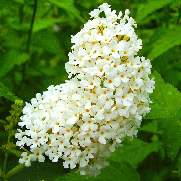 Буддлея давида Уайт Профьюжн в тубе