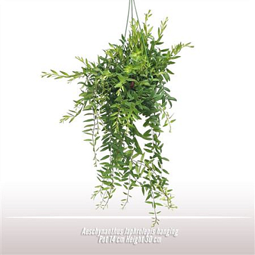 Aeschynanthus Japhrolepis Hang