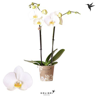 Phal 2/3st Lusanne Wit