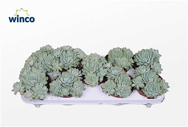 Echeveria Zonnestraal (group)