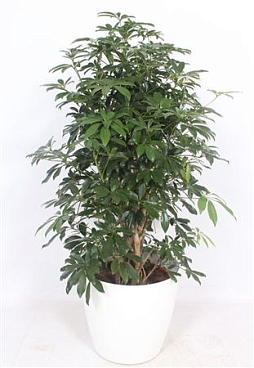 Schefflera Compacta In San Remo White