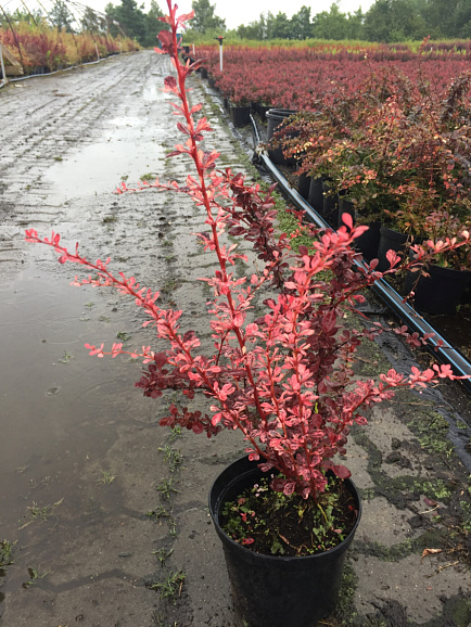 Барбарис тунберга Фламинго