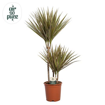 Drac Bicolor 45-15-10 (air So Pure)