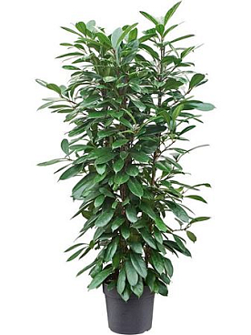 Ficus Cyathistipula 4pp