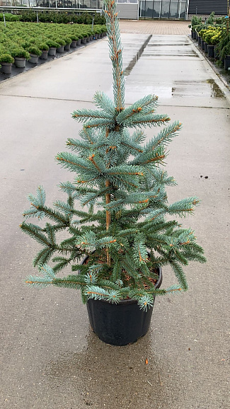 Ель колючая Фэт Альберт