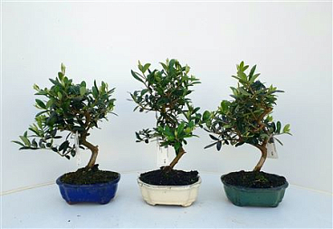Bonsai Olea Europea