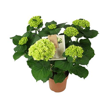Hydrangea Ma Hi White Sun 7+