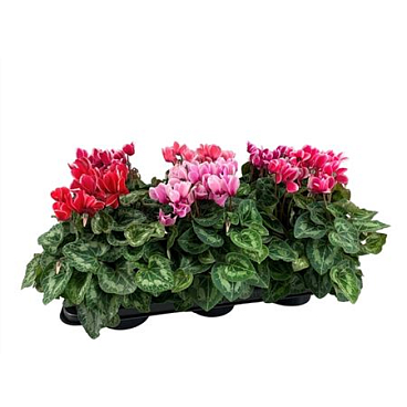 Цикламен Халиос микс