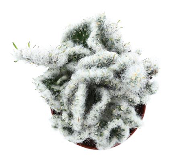 Opuntia Vestita Cristata