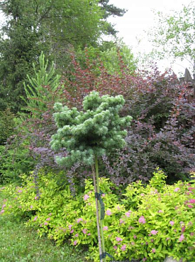 Лиственница кемпфера Блю Дварф штамб 90