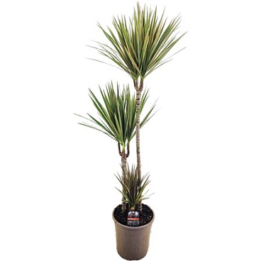 Drac Bicolor 75-45-10
