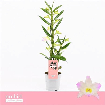 Dendr Nob 1st Kumiko Orchid Collection
