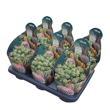Puna Incahuasi Potcover