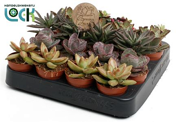 Succulent Autum Mix