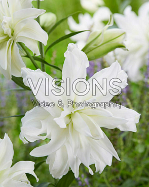 Лилия восточный махровый Лотус Айс