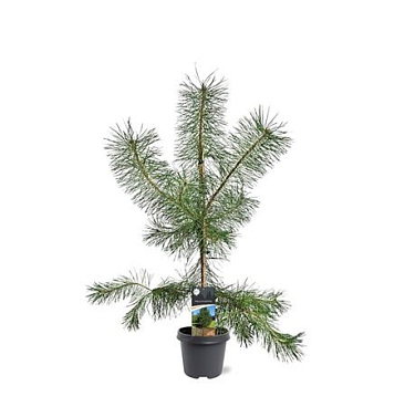 Pinus Sylvestris