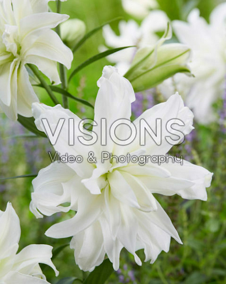 Лилия восточный махровый Лотус Айс