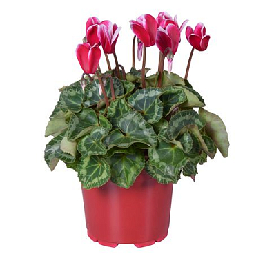 Cyclamen Super Allure Fuji Wine Red Ton Sur Ton