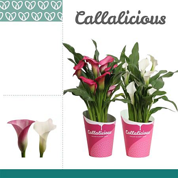 Zantedeschia Pink-white Mix In Potcover
