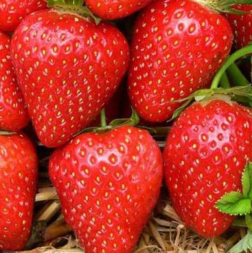 Земляника Ароза