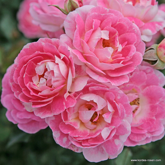 Роза миниатюрная Флирт 2011