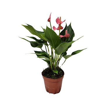 Антуриум андрианум Чемпион розовый