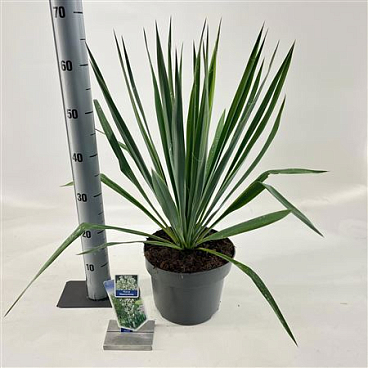 Yucca Filamentosa