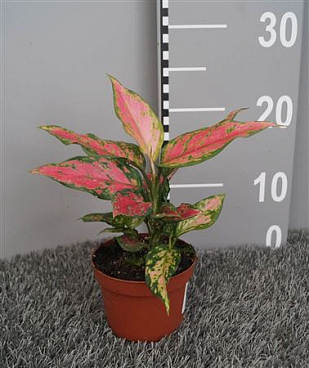 Aglaonema Red Angel