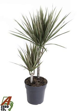 Drac Bicolor 30-10