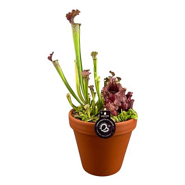 Vleesetende Planten Mix In Hoge Terracotta Pot