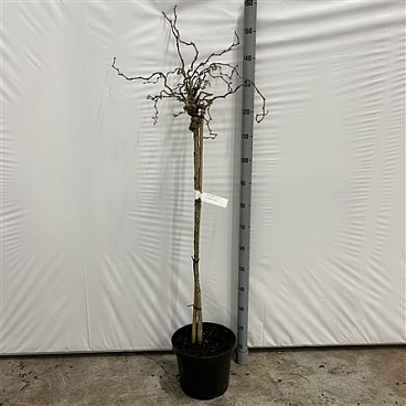 Corylus Avellana Scooter On Stem